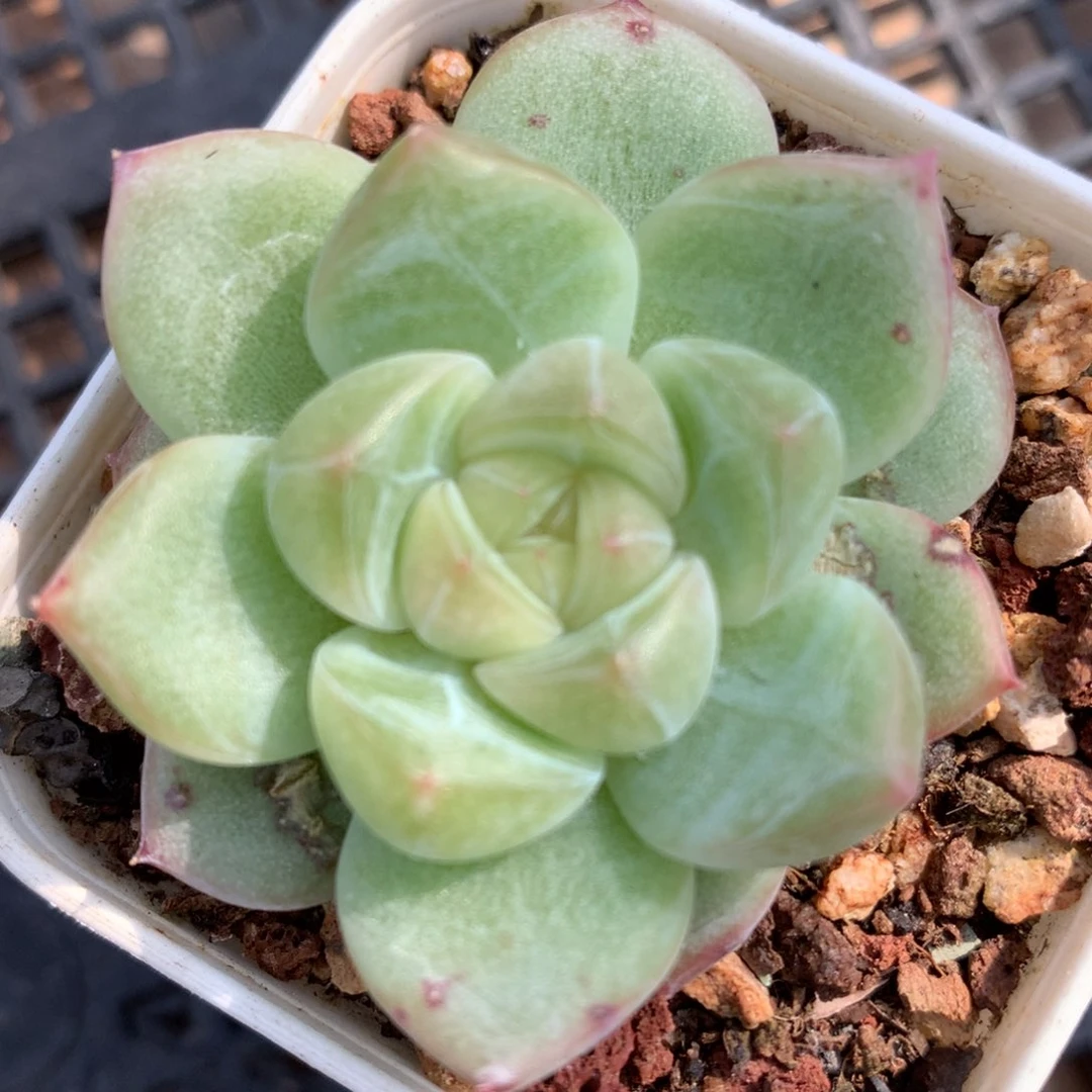 0828-30 珍妮优选