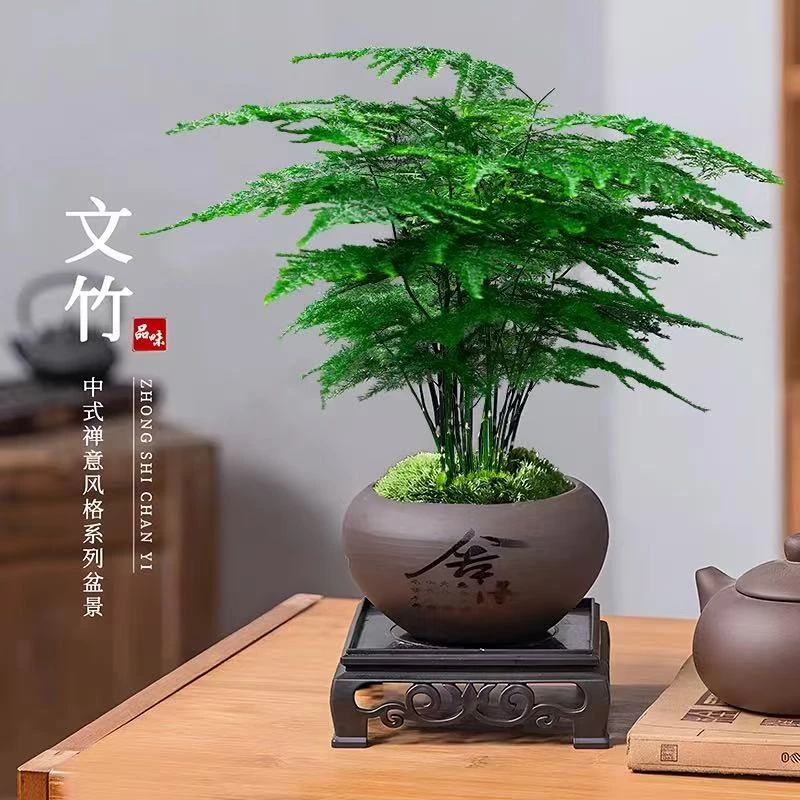 文竹盆栽室内花卉植物盆景客厅四季长青特大号小绿植好养云竹
