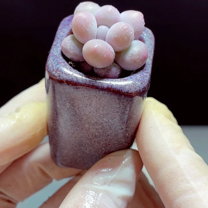 汤圆样品1盆带盆发货