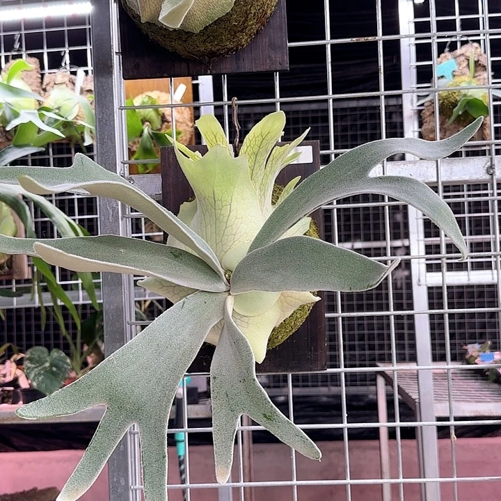 无花朵野银x爪洼孢子苗