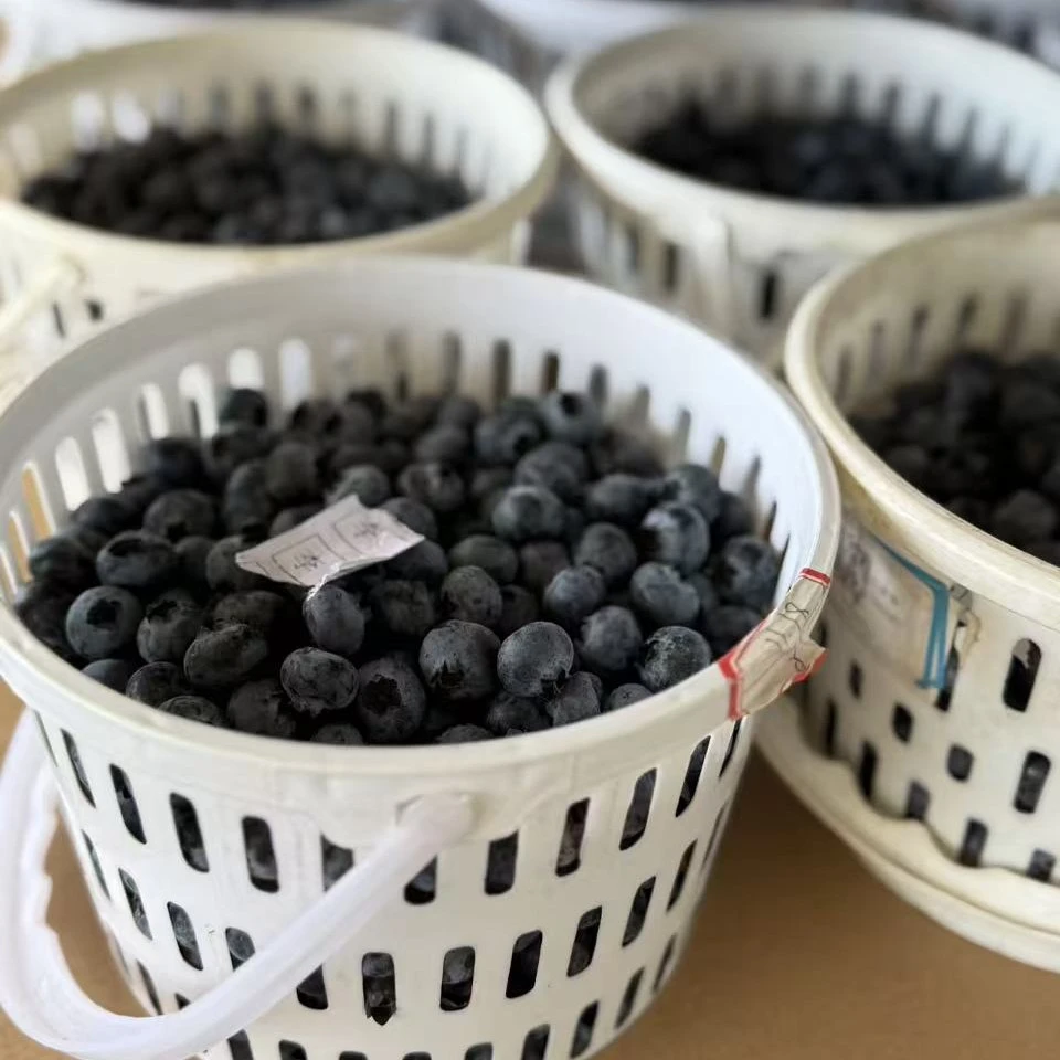2桶 大果 云南花香蓝莓   新鲜蓝莓 头茬 云南产地发货