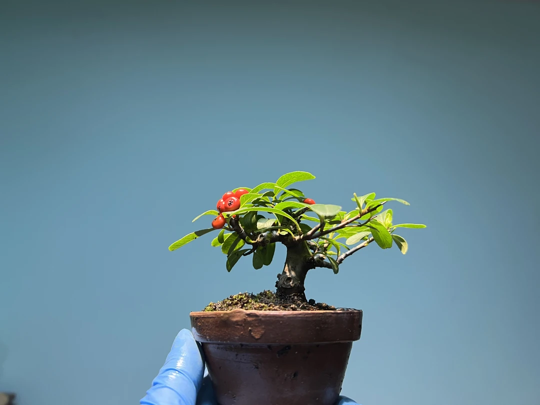 掌中宝微型盆景火棘