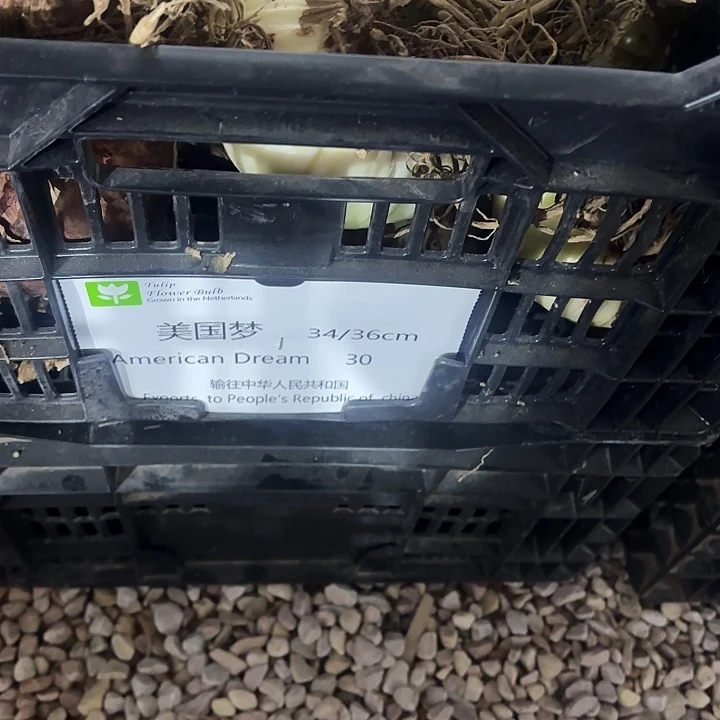 美国梦9.5左右包对版