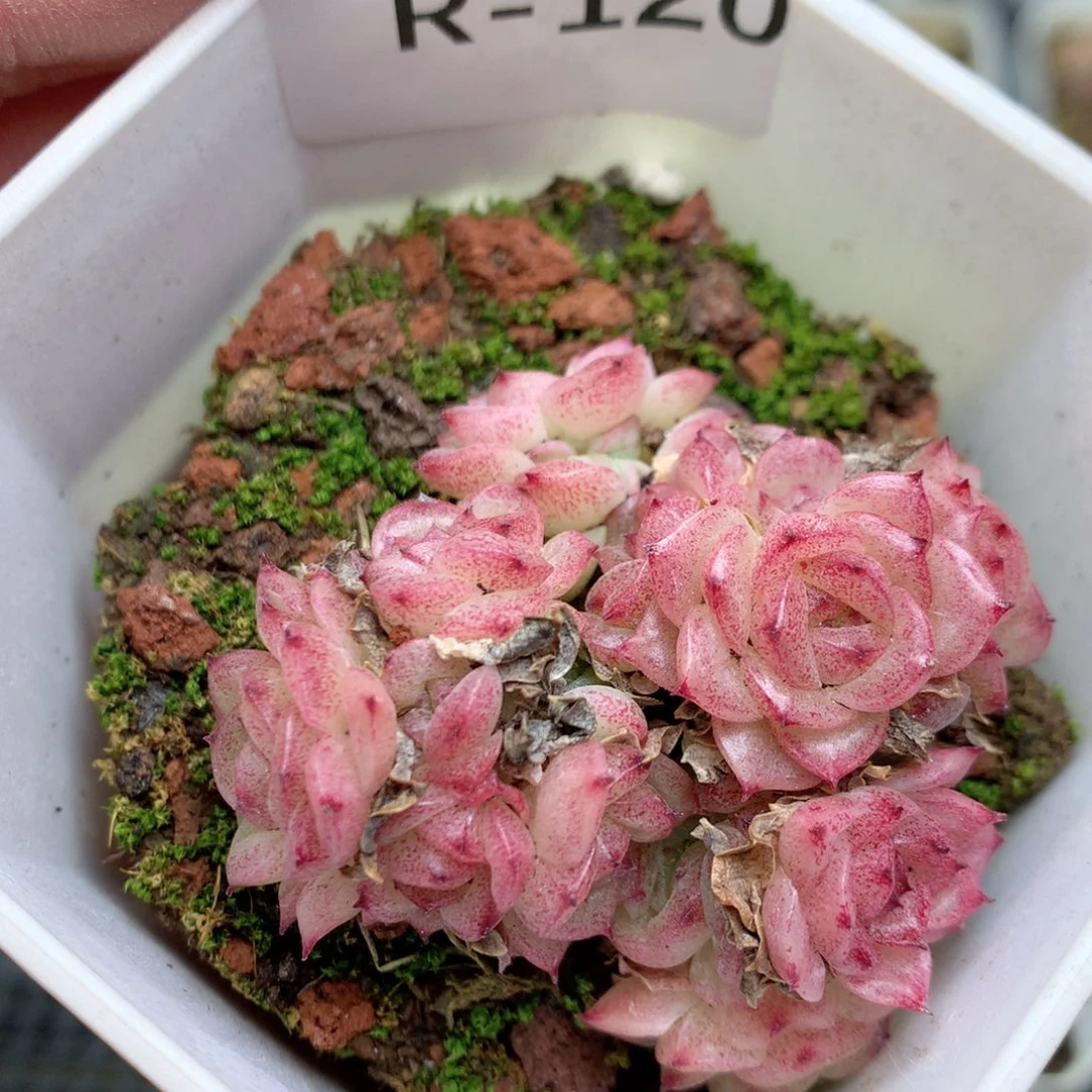 R120 ，柿子多肉20包邮