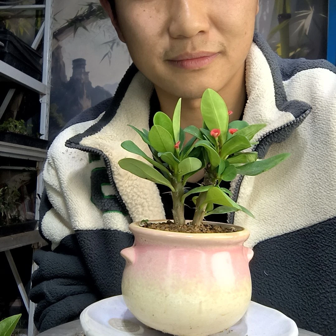 刘*尔中青园艺一物一拍179