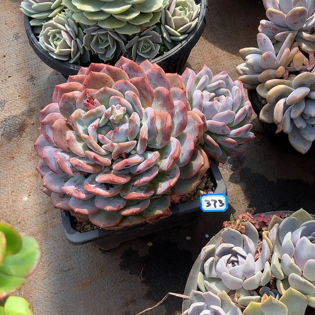 一物一拍多肉 373橙子