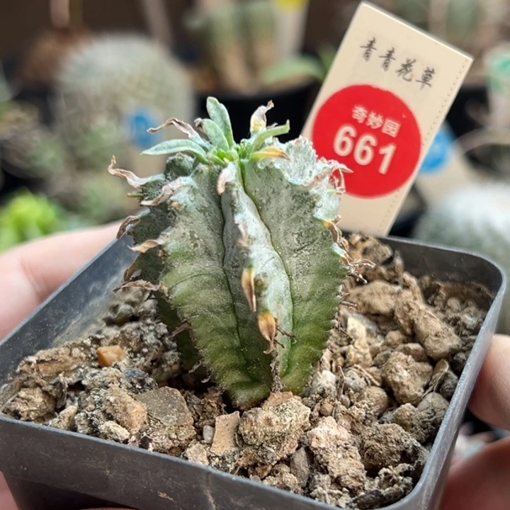 实生白衣魁伟玉3.3cm