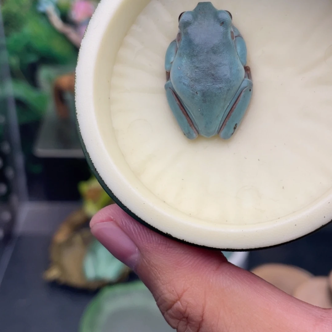 隔***沈老爷树蛙蓝老爷专拍2号