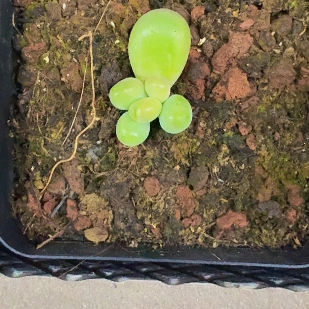刚果奶 叶插  一物一拍