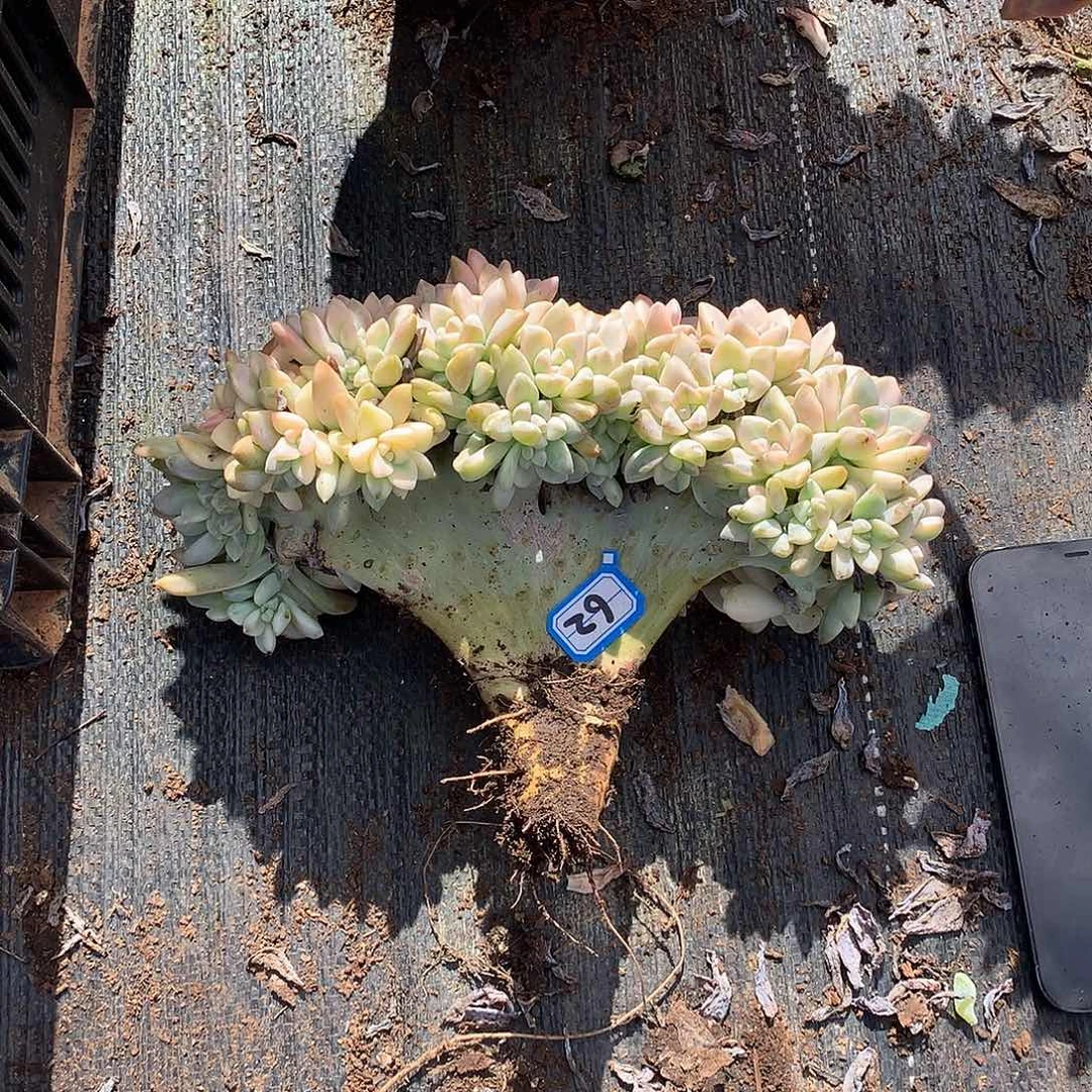 62 淡雪锦缀 一物一拍