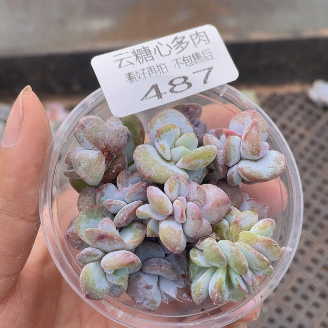 云糖心多肉植物487