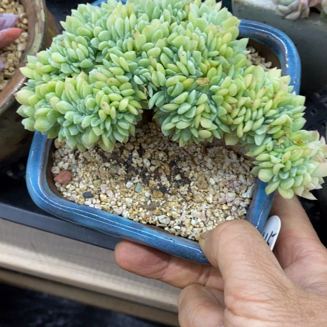 精品多肉一物一拍不包整115
