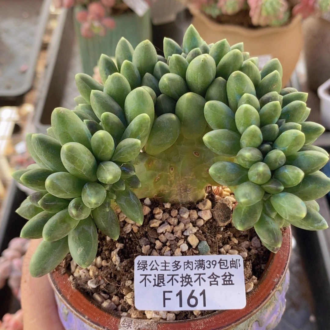 香蕉树缀10cm161多肉植物