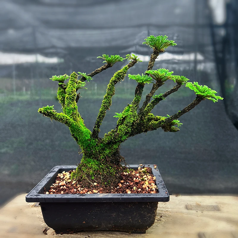 带盆卷柏熟桩耐干旱绿色植物室内外盆景盆栽还魂草