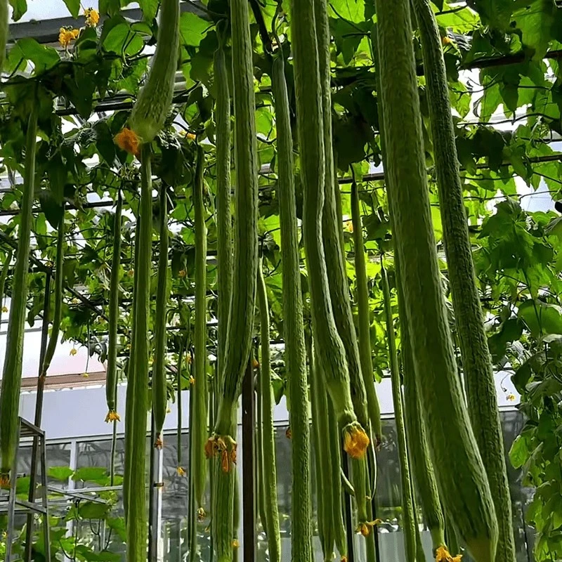 特长丝瓜种子四季丝瓜肉丝瓜籽早熟种籽阳台小院蔬菜庭院盆栽种植
