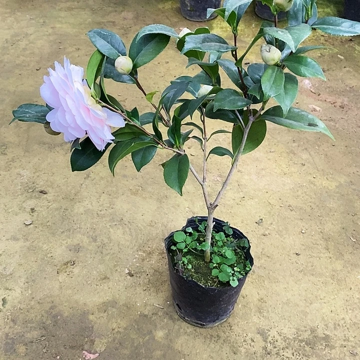 白乔。        茶花。  50高