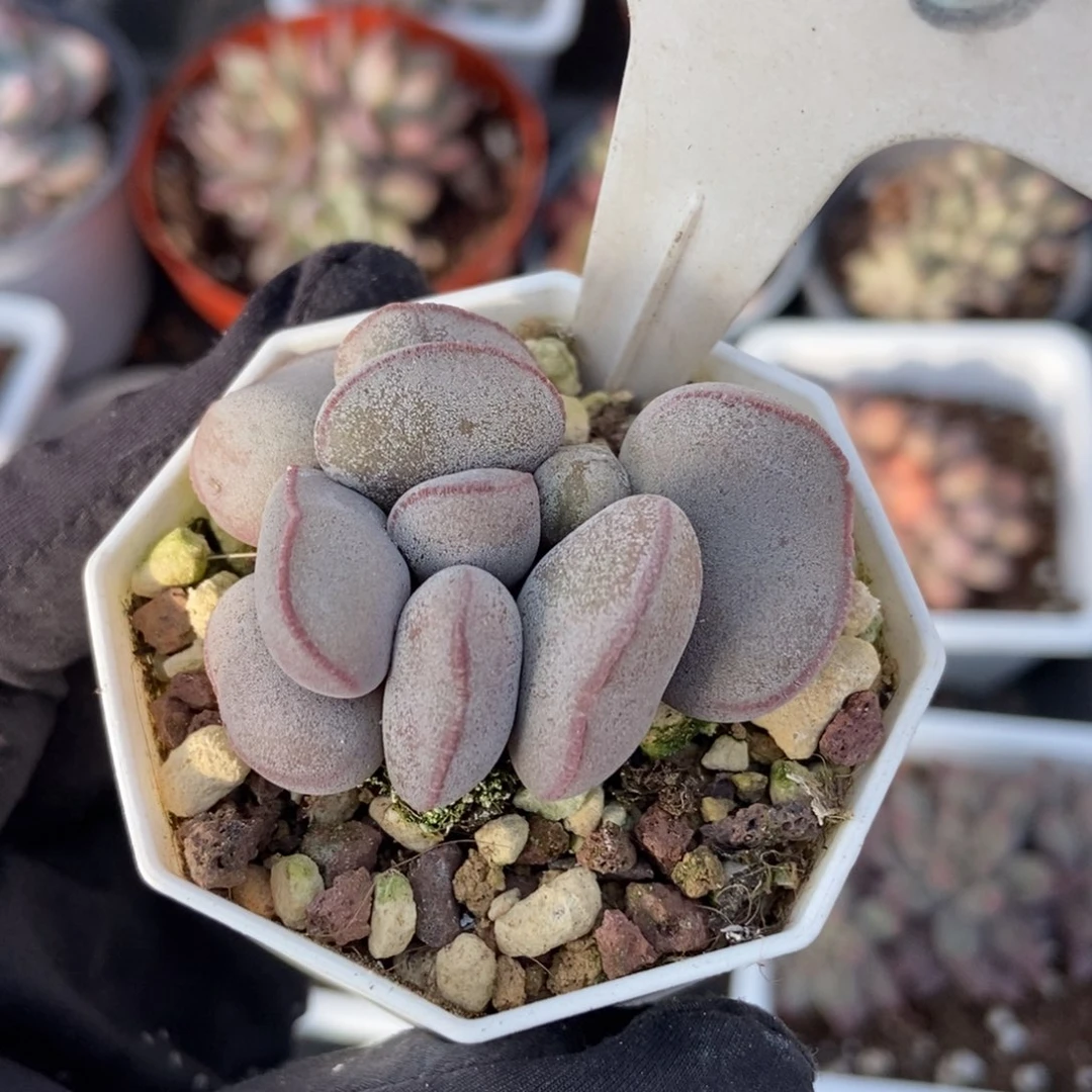 586红蛋多肉植物多肉