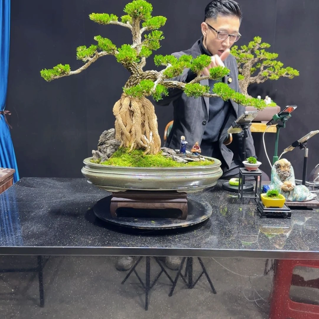 黄杨室内室外盆景艺术