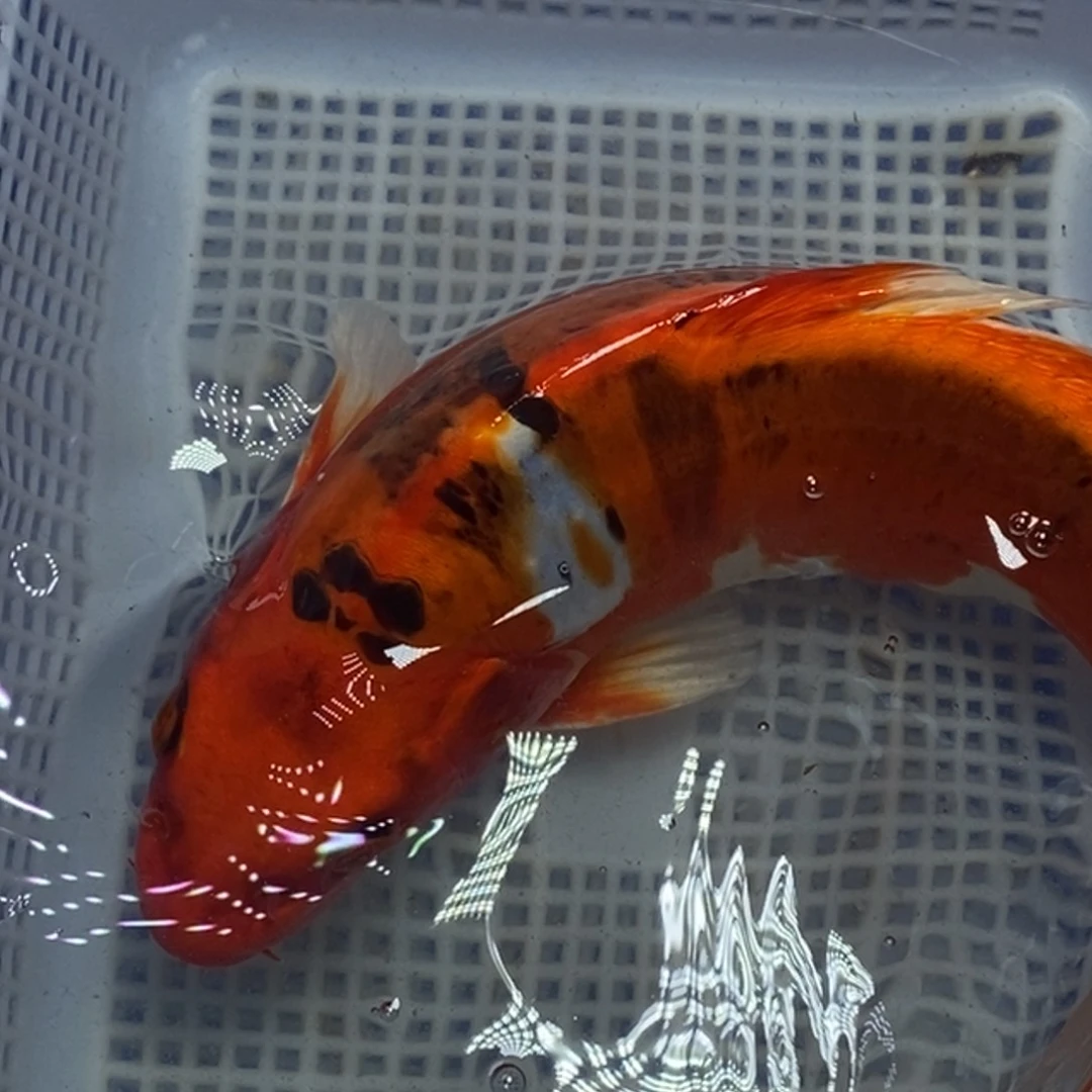 锦鲤冷水锦鲤包邮