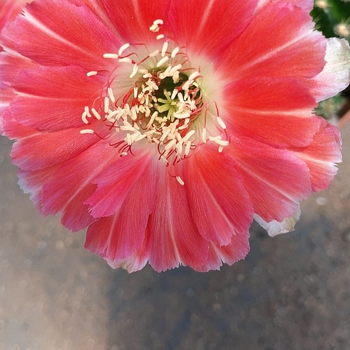 百褶裙丽花仙人球257889