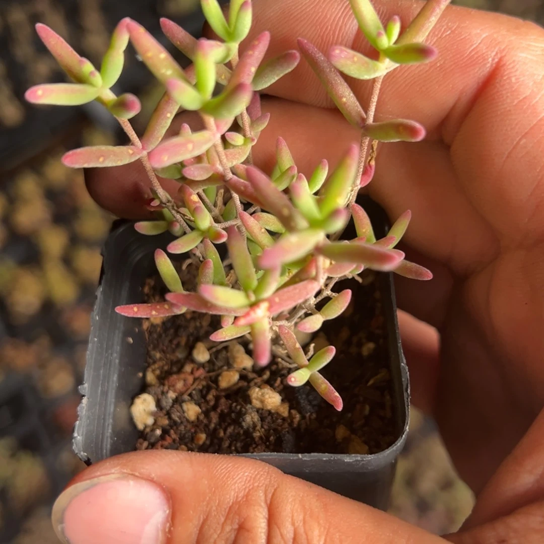 虞姬55杯老桩福利