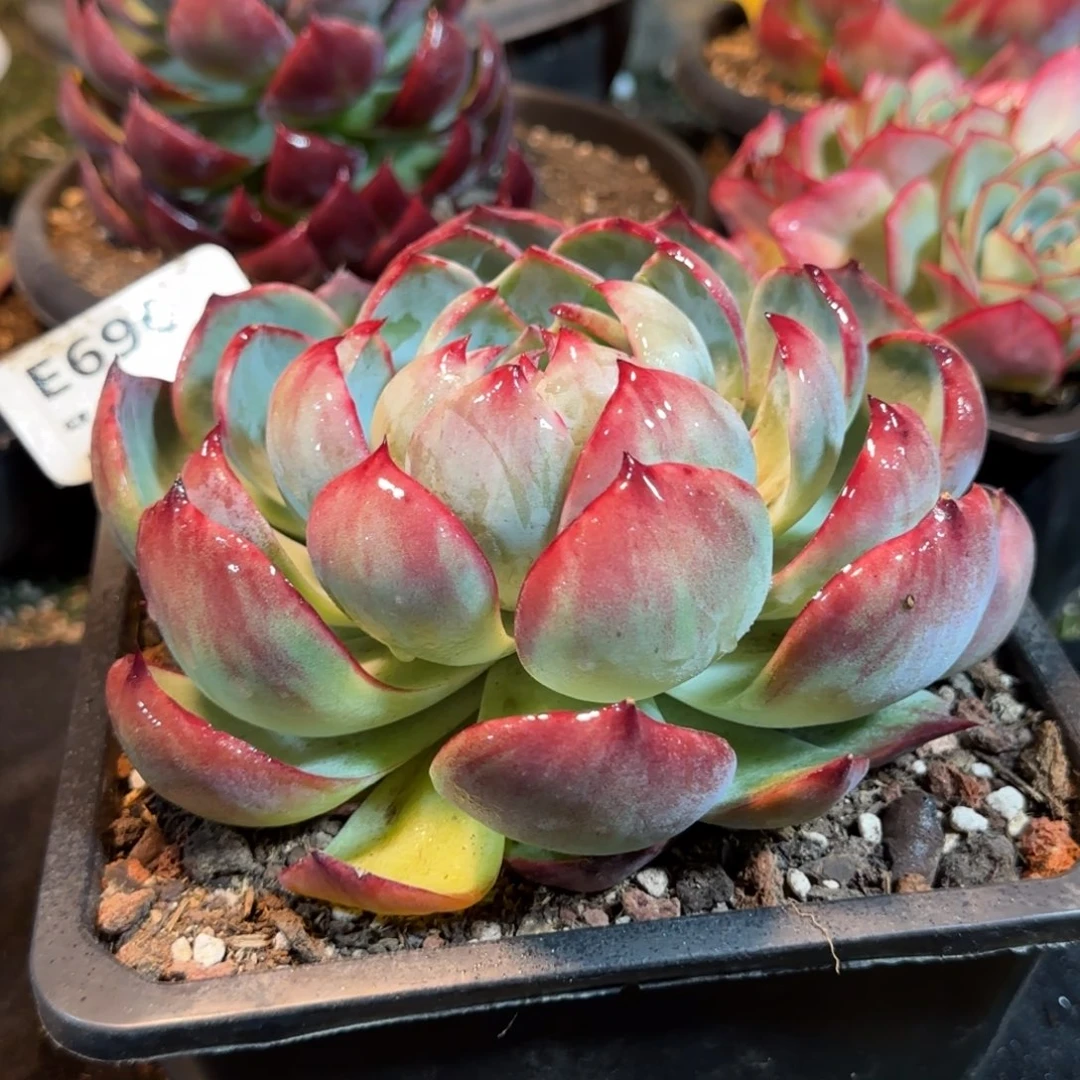 花脸拉丝惊鸿一物一拍包装收缩花旱696