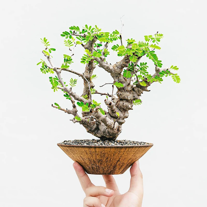 沙漠苏木块根精品控养老桩多肉植物一物一拍SENNA meridionalis