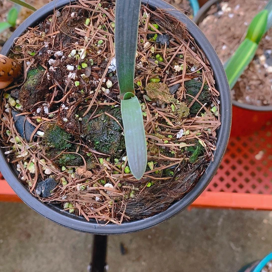 完全开放毛彩绿苗