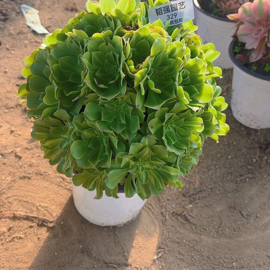 翡翠琉璃多肉植物绣球329