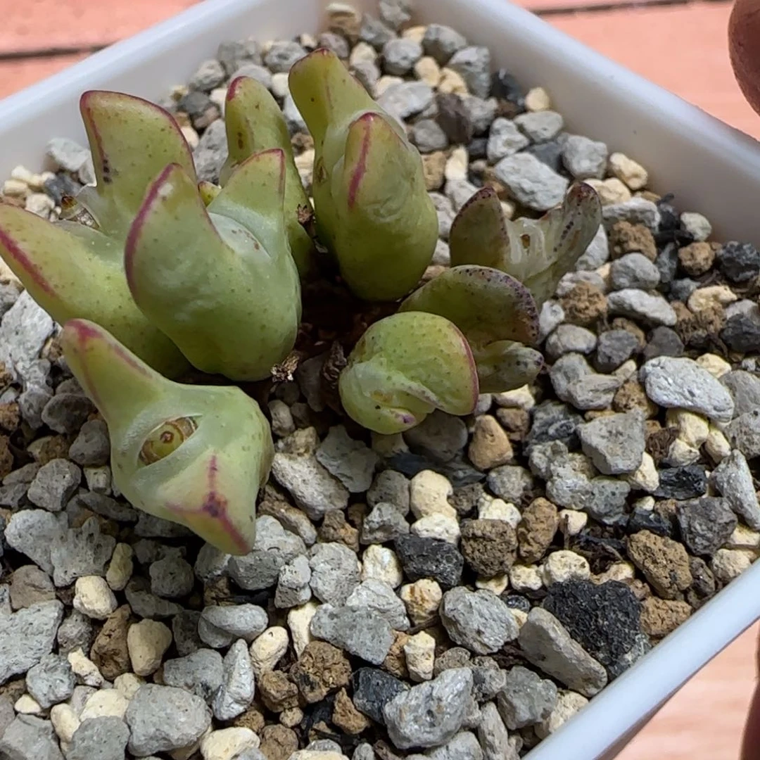 ?*酸多肉植物一颗一群少将