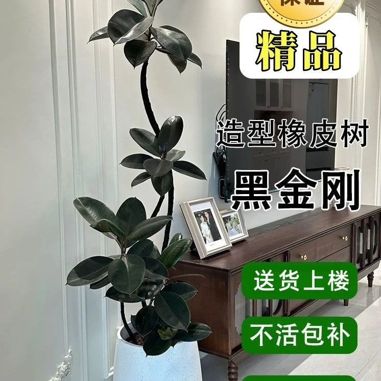 黑金刚橡皮树盆栽室内绿植四季常绿净化空气好养喜阴喜阳