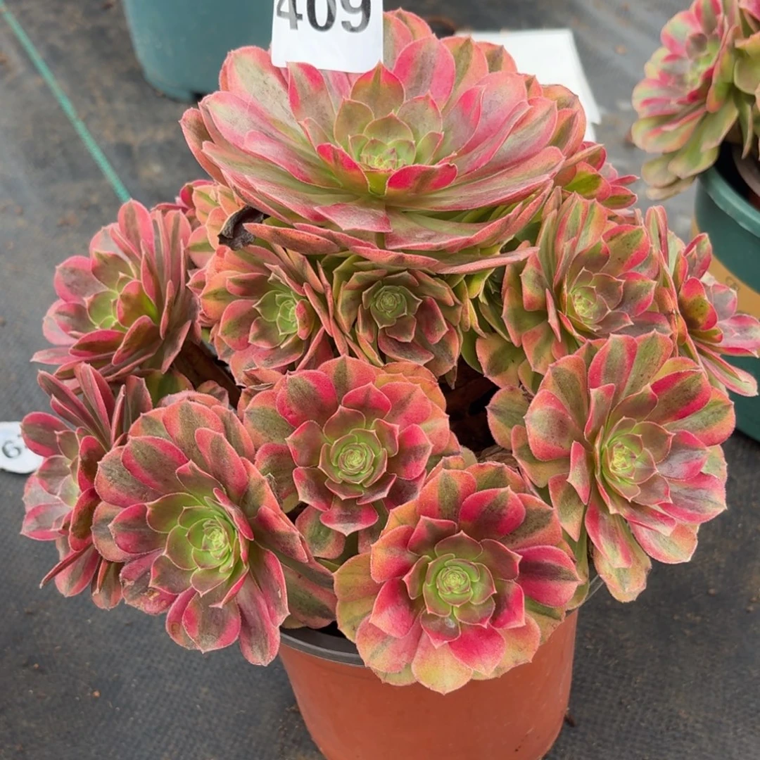 409雨河多肉植物福利