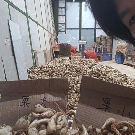 中国大陆新鲜现挖荞头