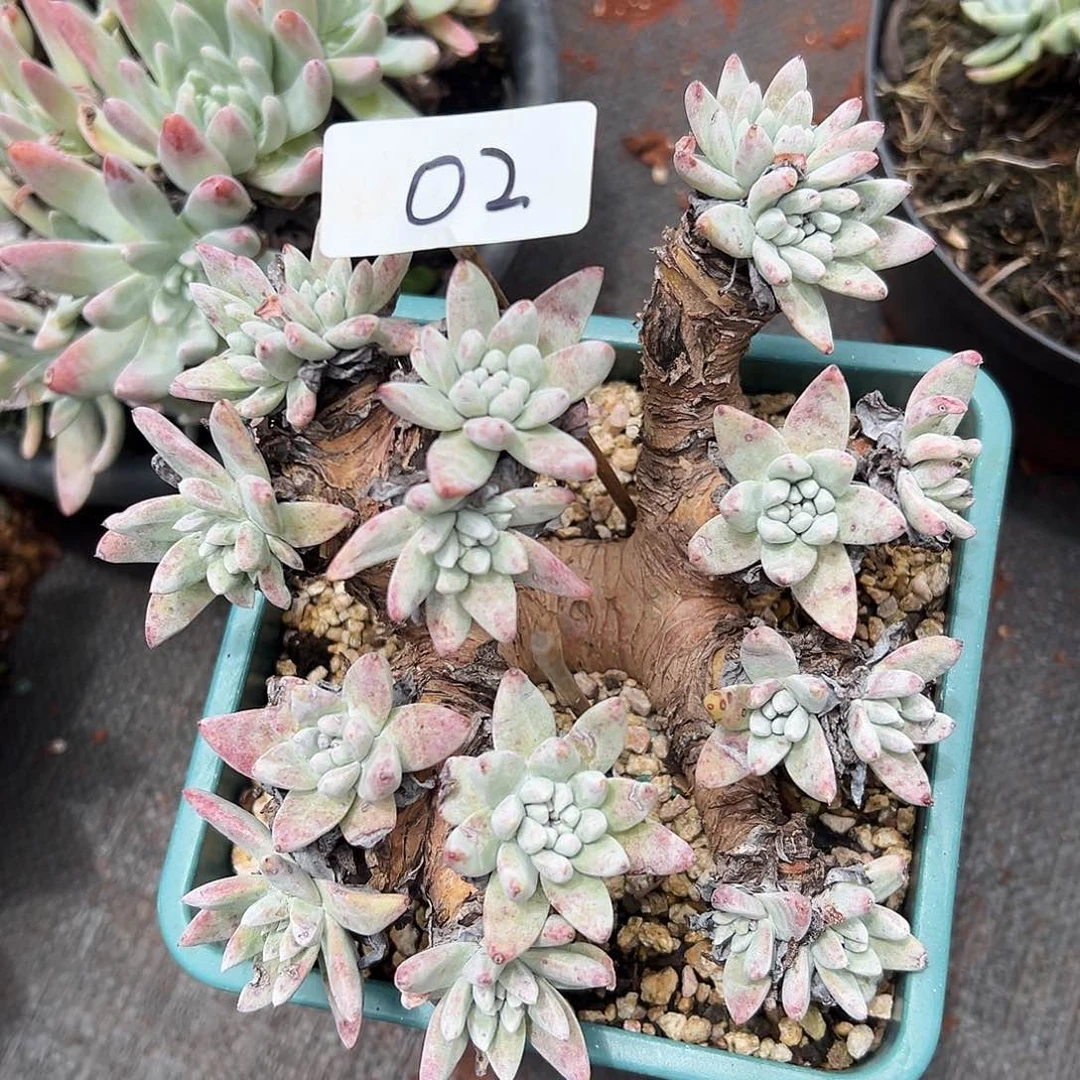 白姆仙女杯多肉多肉