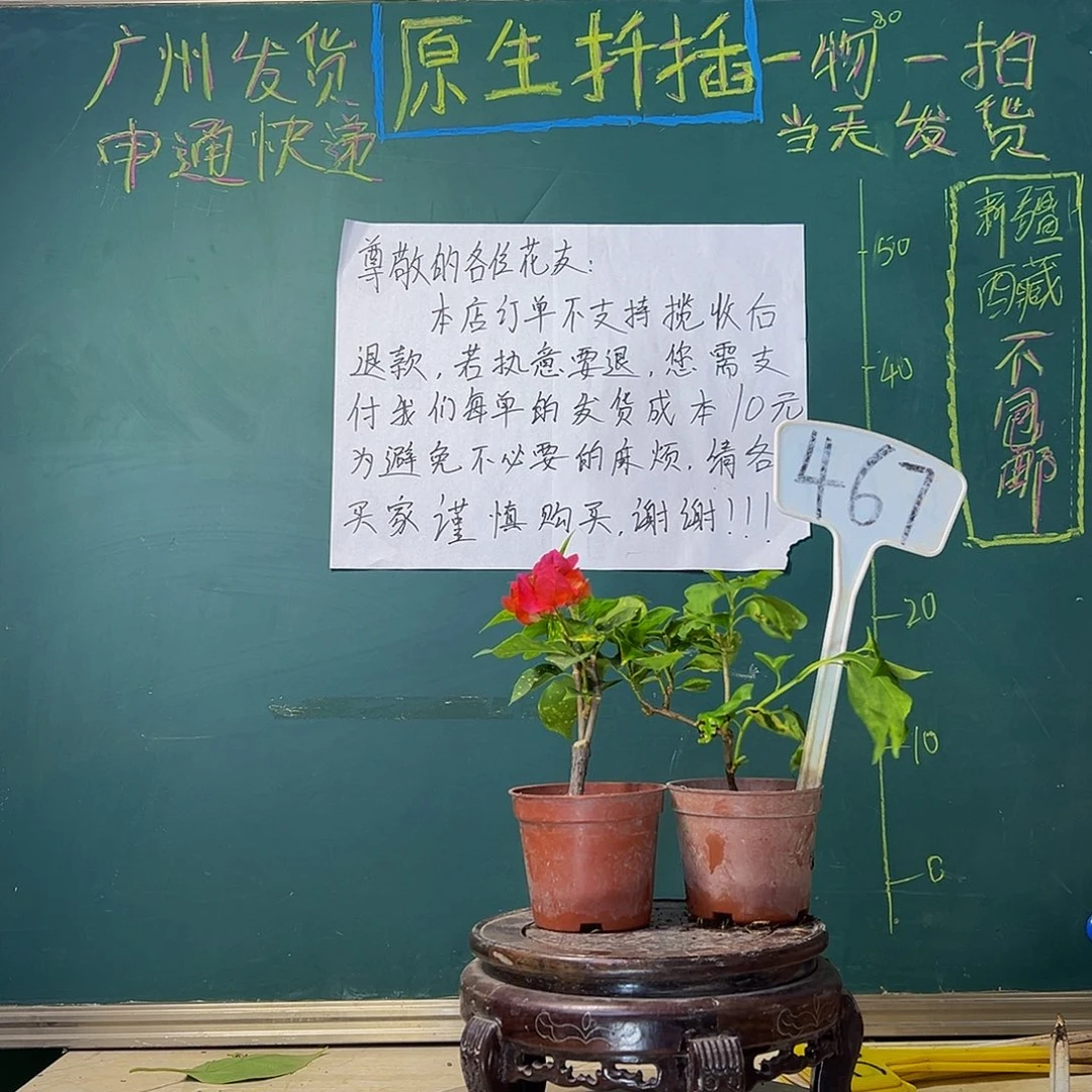 当前无花栽培后可以开花洒金红掌中宝 红九月掌中宝467