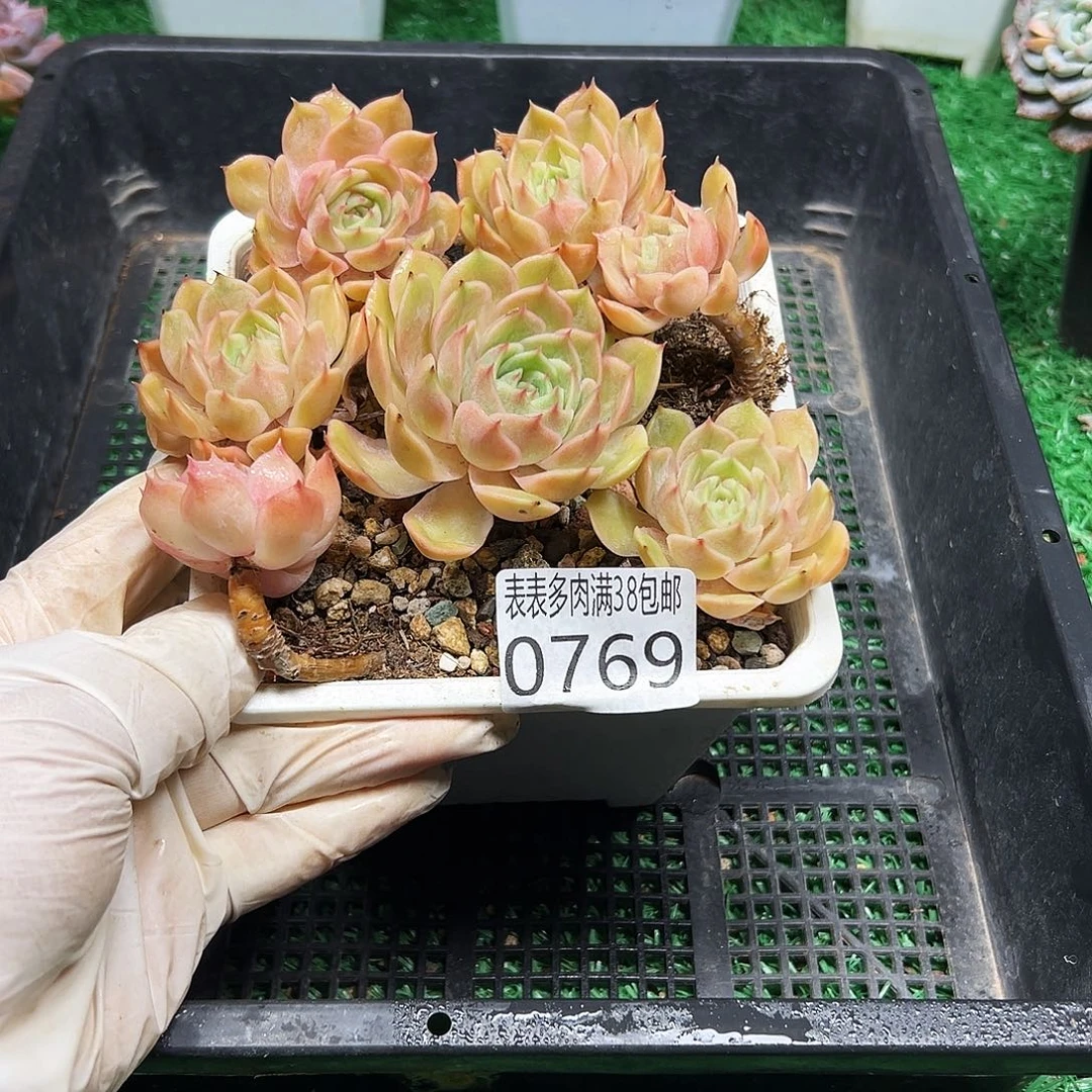 无花朵多肉一物一拍植物0769