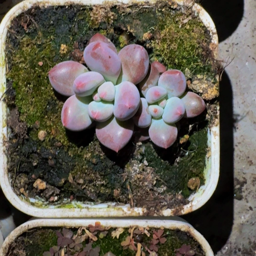 凯普盾 美人 双头 一物一拍