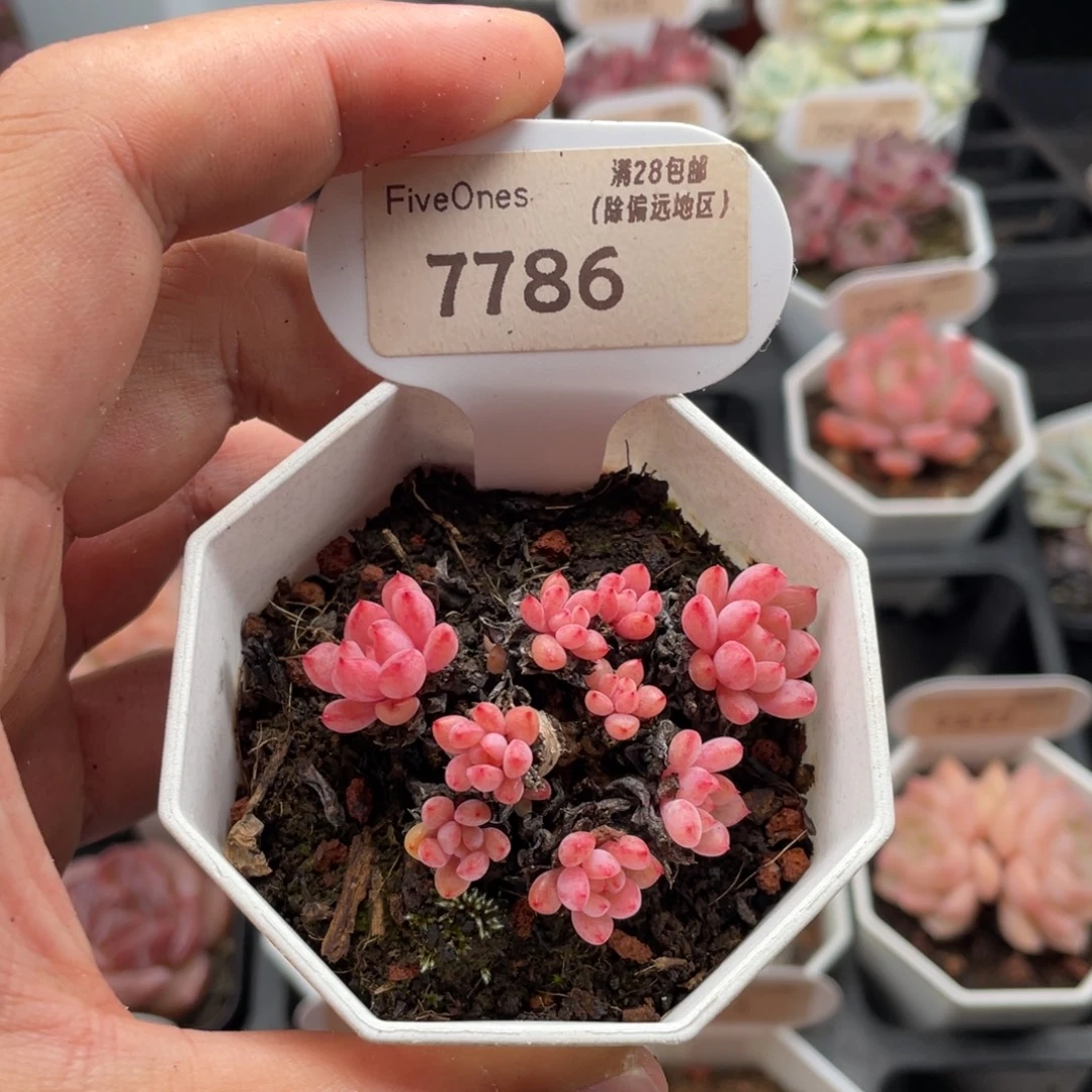 可爱泡泡7786-5.5厘米