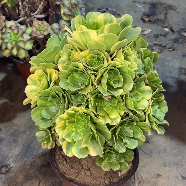 五彩琉璃多肉植物66