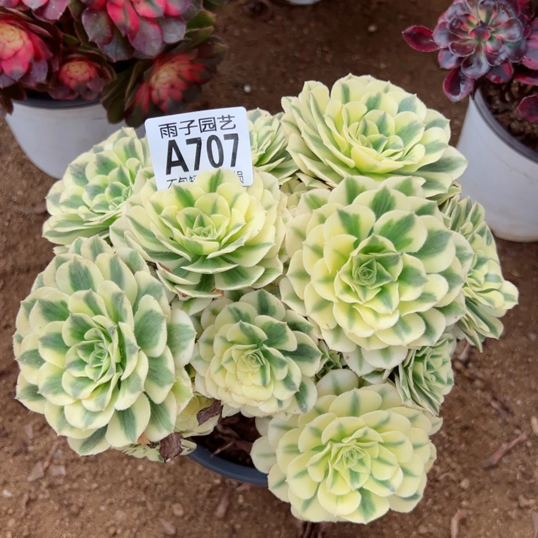 707迈巴赫尺寸20左右