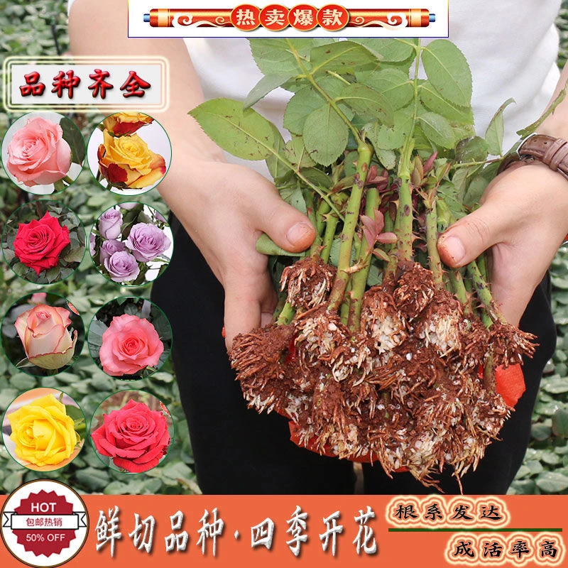 切花玫瑰直发盆栽地栽室内室外均可种植四季玫瑰花茶室盆景开花