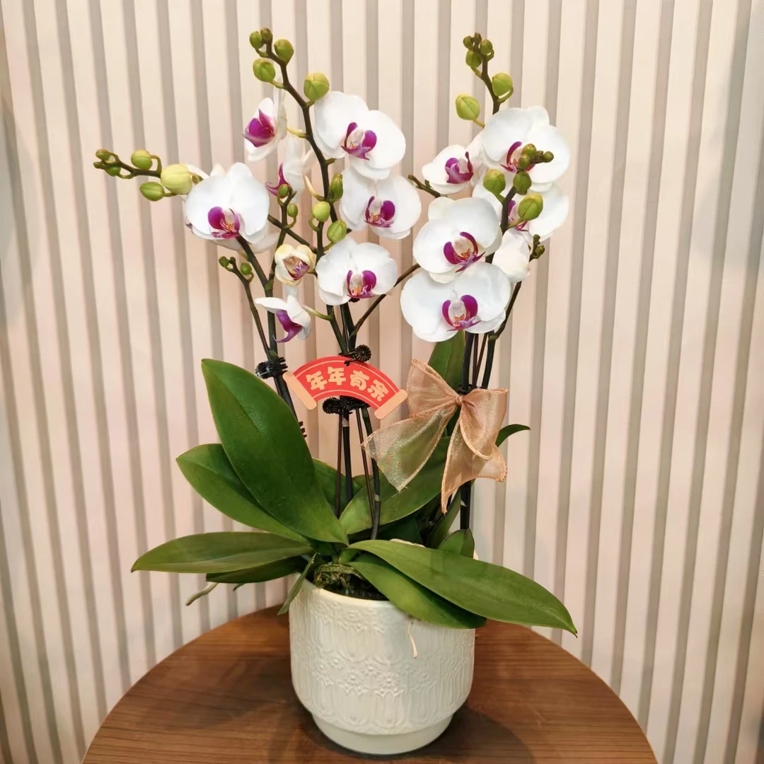 【雪玉】蝴蝶兰 白色系中花型 高颜值百搭耐养 送人送礼