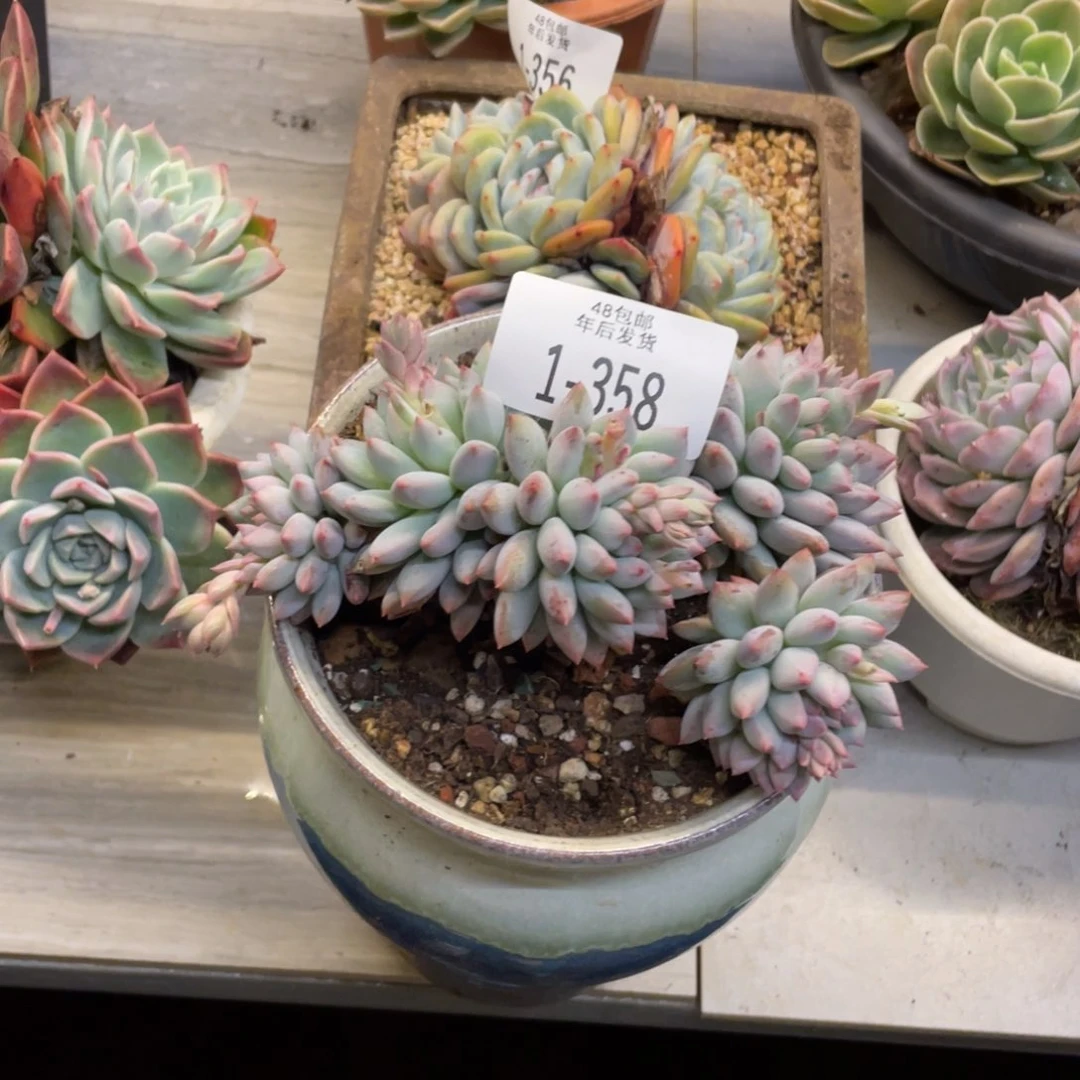 黑大帅多肉1-358二代虞美人