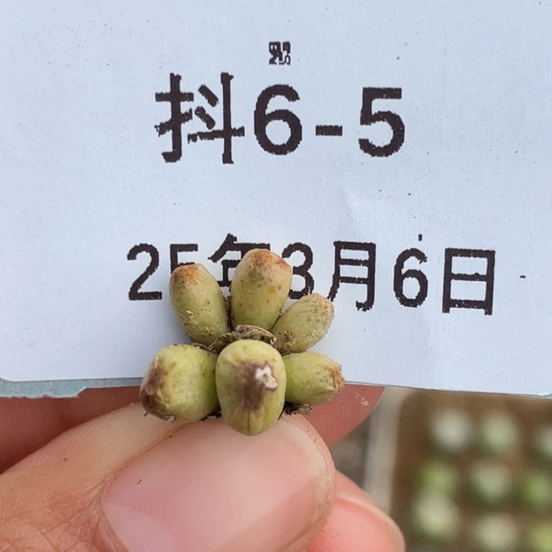 6-5斑马多肉植物