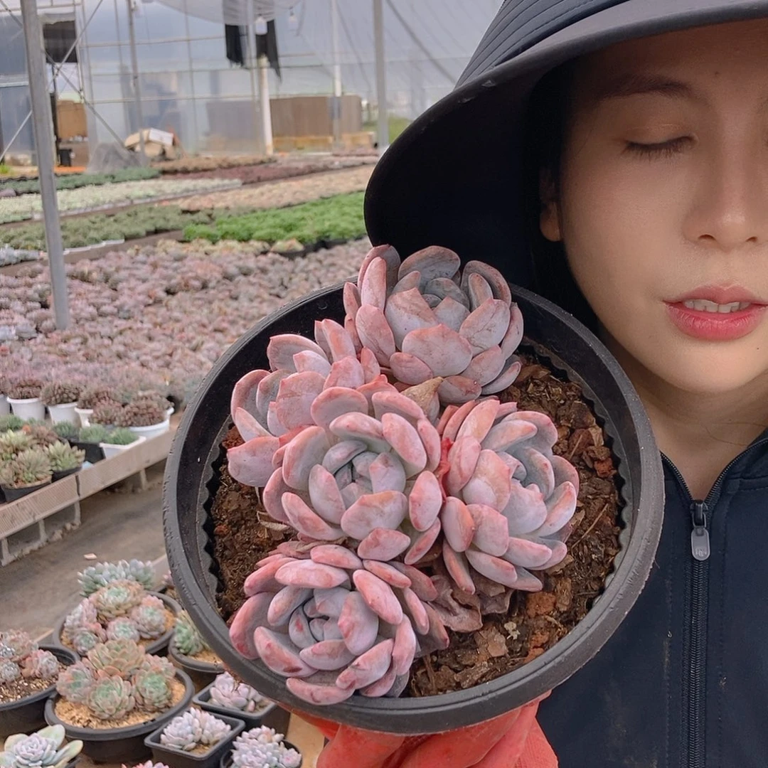 21-11星影群4头黑圆盆随机