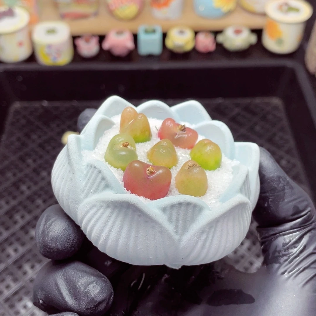 w1726--带盆土发货，零下地区拍保温箱