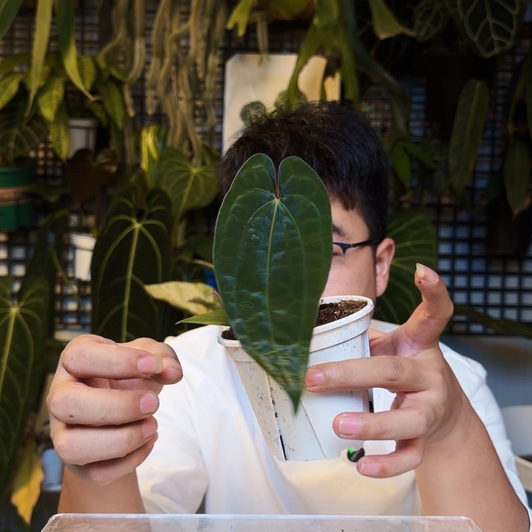 不开花植物S96黑凤凰杂戴斯