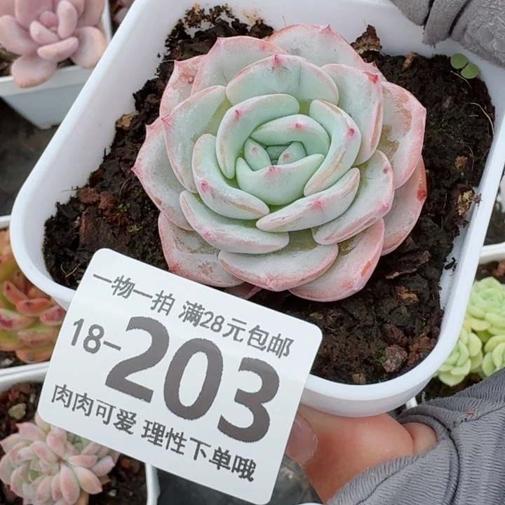 勃朗峰无盆土发货多肉多肉