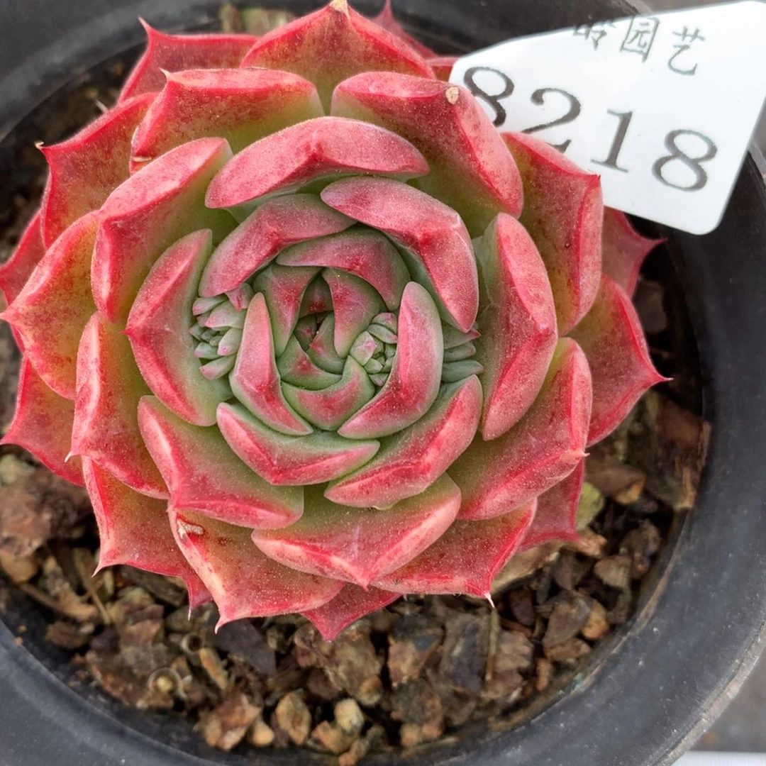 8218杂交多肉老桩