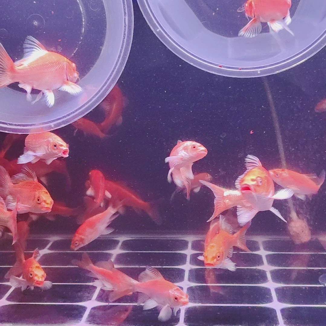 海水红色蝴蝶鲤大鳍大尾